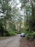 Tall trees. Full image = 61Kb.