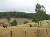 Highland cattle. The full image is 70Kb.