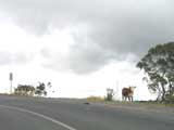 Cattle on the track. The full image is 31Kb.