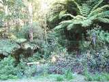 Former school site at Gunyah Junction. The full image is 65Kb.