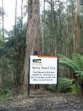 Pattinson tree at Gunyah. Full image is 147Kb.