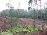 Plantation timber. The full image is 46Kb.