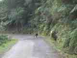 Black wallaby . The full image is 79Kb.