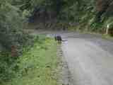 Black wallaby. The full image is 78Kb.