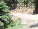 Wallaby. The full image is 77Kb.