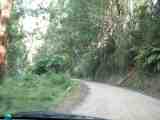 Approaching Tarra Bulga NP. Full image is 42Kb.