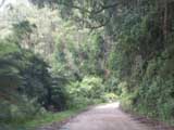 Entering Tarra-Bulga NP. Full image=67Kb.