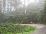In Tarra-Bulga Nat Pk. Full image=31Kb.