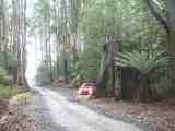 Historic stumps at Callignee Sth. Full image 55Kb.