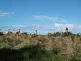 Llamas. The full image is 71Kb.